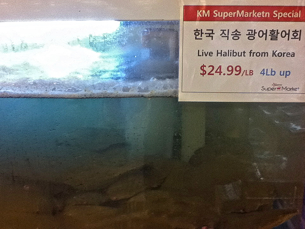 Korean halibut flat fish